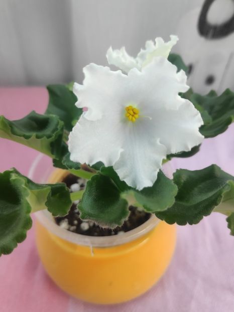 19 apr - OS Dance of Little Swans