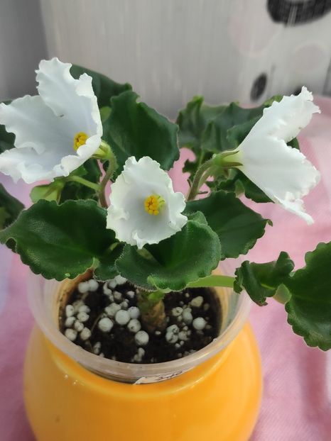 23 apr - OS Dance of Little Swans