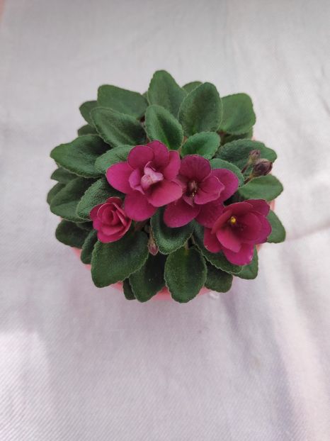 29 apr - Precious Red
