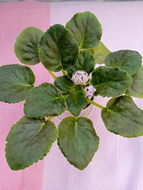 13 mar - Cajun s Lady Man