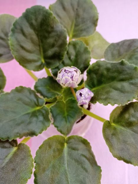 13 mar - Cajun s Lady Man