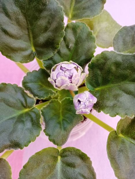 13 mar - Cajun s Lady Man