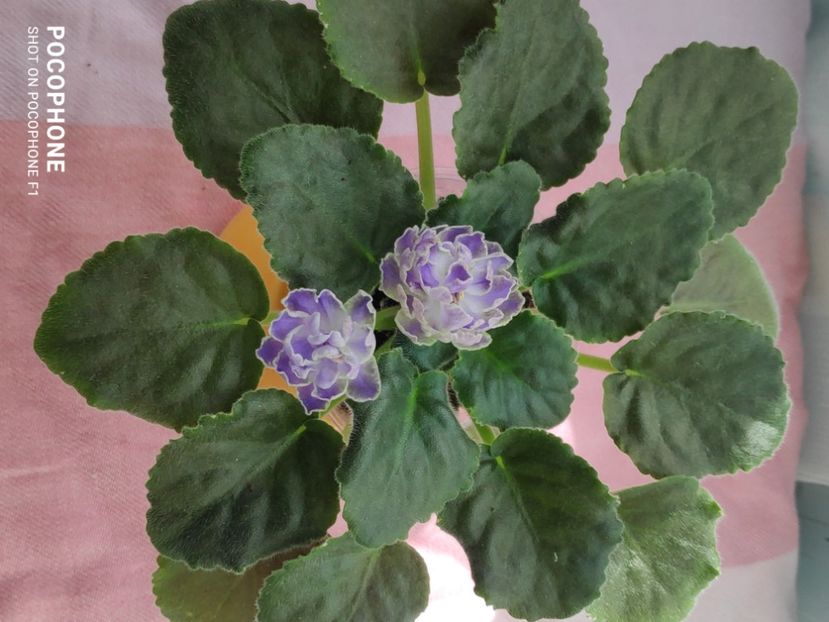 16 apr - Cajun s Lady Man