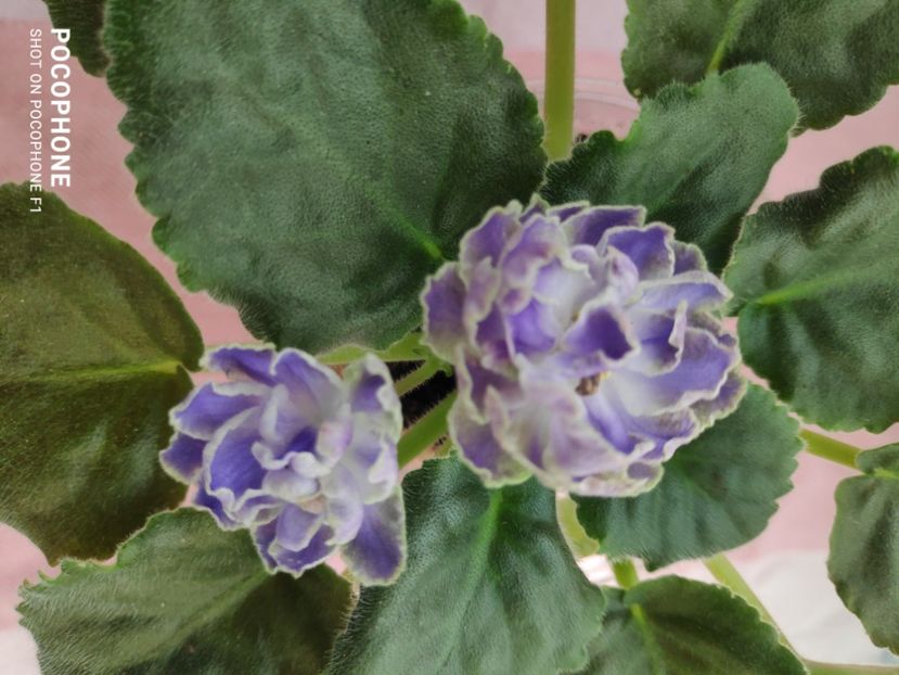 16 apr - Cajun s Lady Man