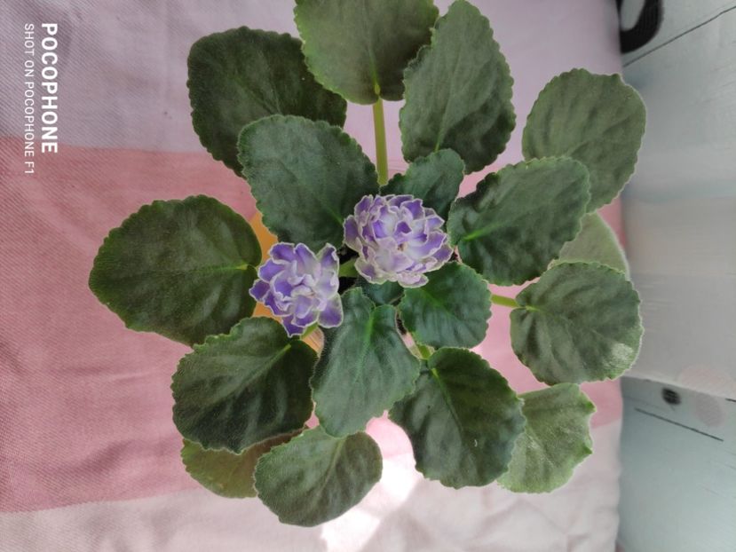 16 apr - Cajun s Lady Man