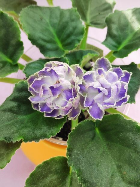 29 apr - Cajun s Lady Man