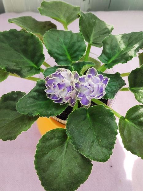 29 apr - Cajun s Lady Man