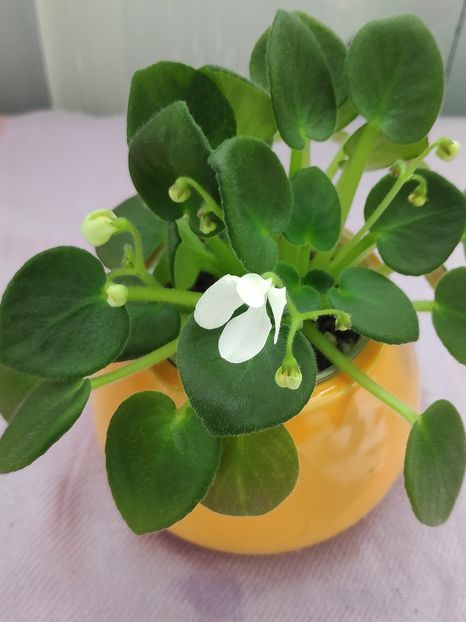 29 apr - Wesley s Samwise Salutations