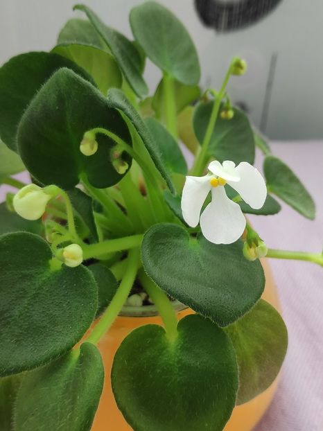 29 apr - Wesley s Samwise Salutations