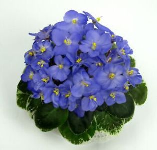 N-Feodora poza net - N Feodora