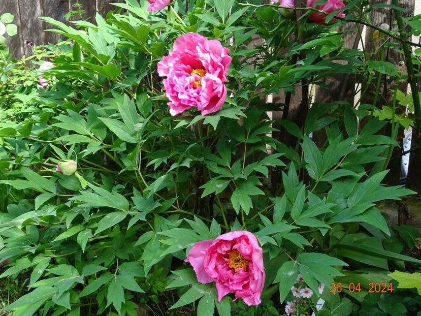 Yin Hong Qiao Dui - Bujori 2024