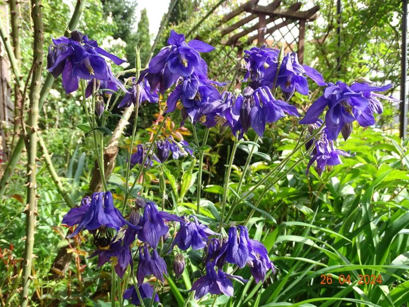  - Aquilegia 2024