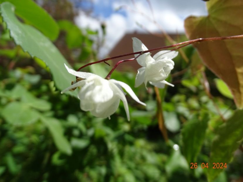epimedium Niveum - Primavara 2024