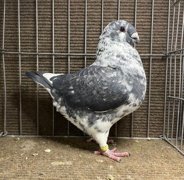  - Porumbei Vânduți