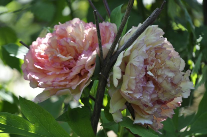 _DSC2060 - BA JIN GE_Kinkaku