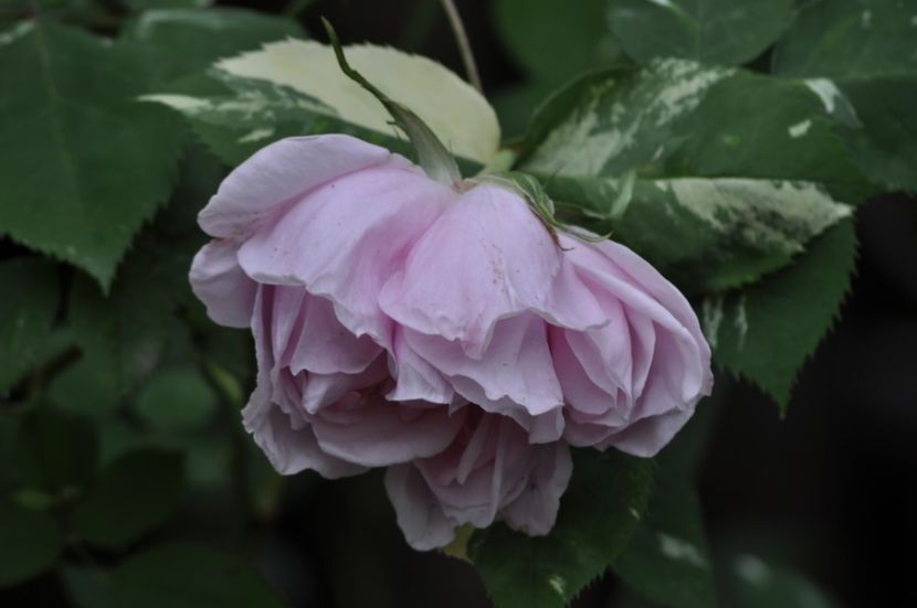 _DSC1567 - ANUL 2024