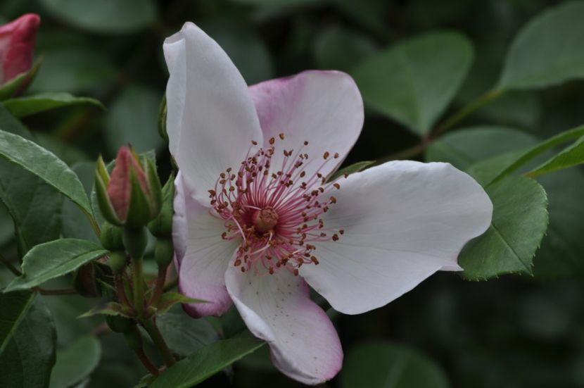 _DSC1573 - ANUL 2024