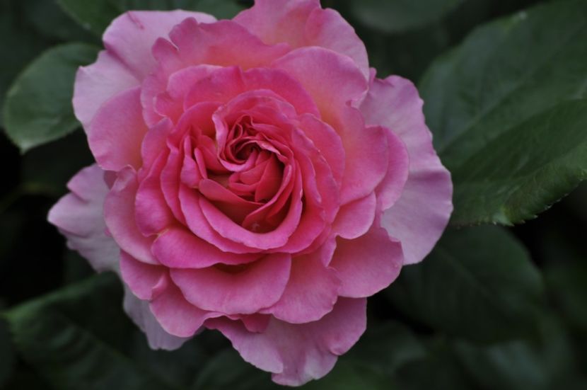 _DSC1589 - ANUL 2024