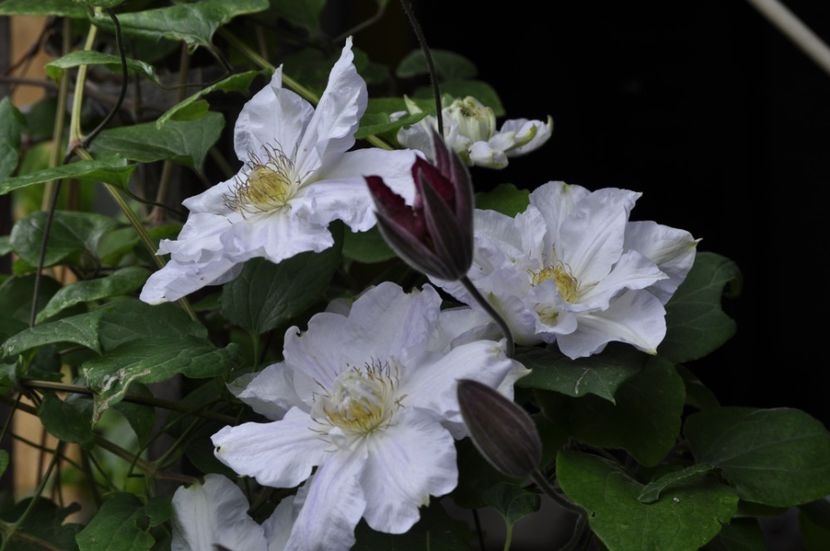 _DSC1613 - ANUL 2024