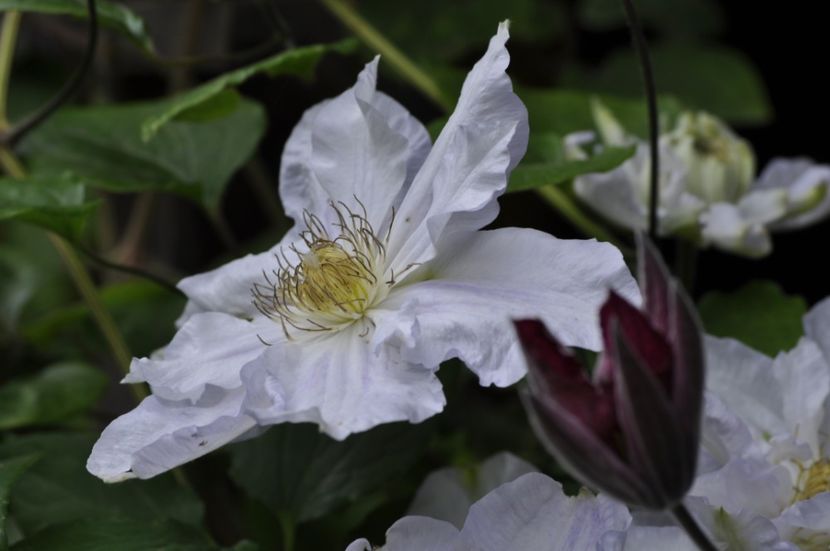 _DSC1614 - ANUL 2024