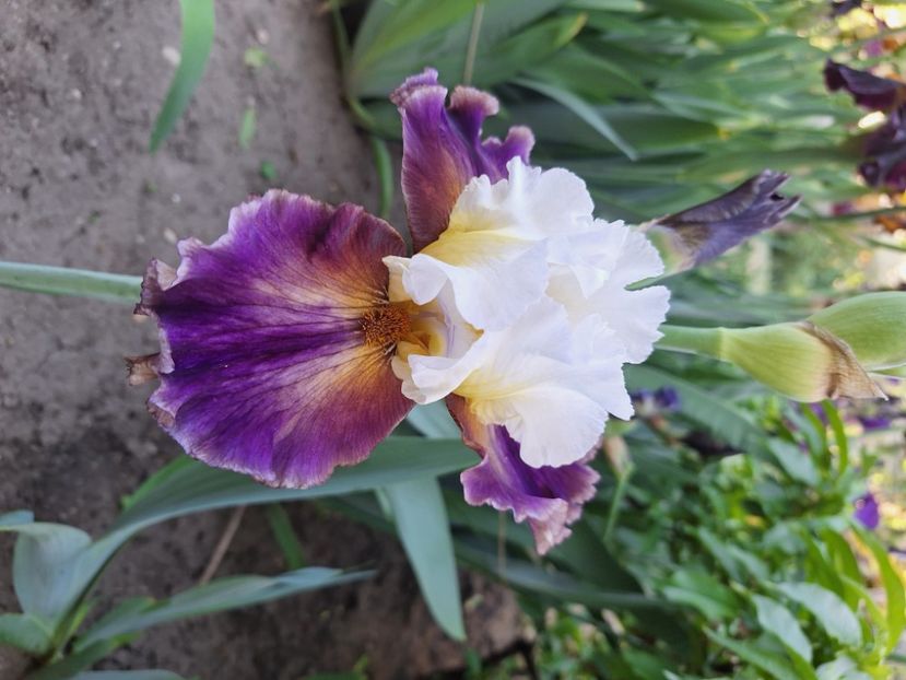 Trumped - Irisi 2024