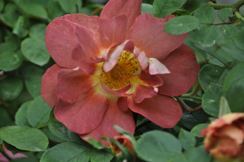 _DSC1630 - ANUL 2024