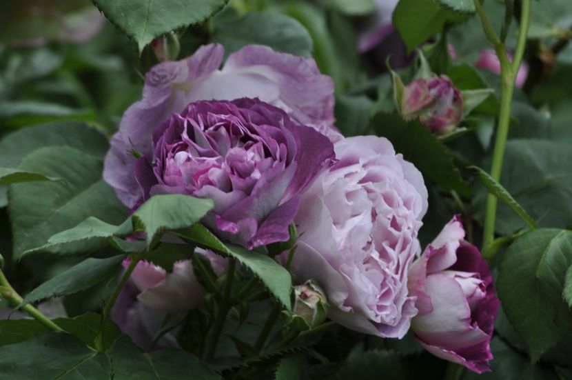 _DSC1650 - ANUL 2024