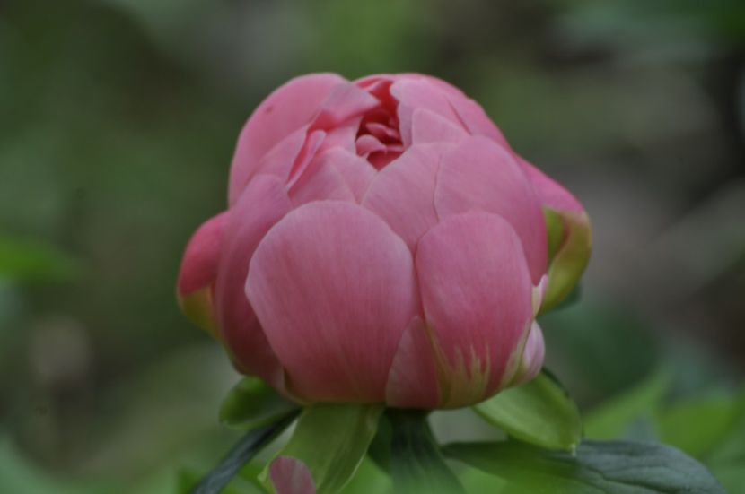 _DSC1661 - ANUL 2024