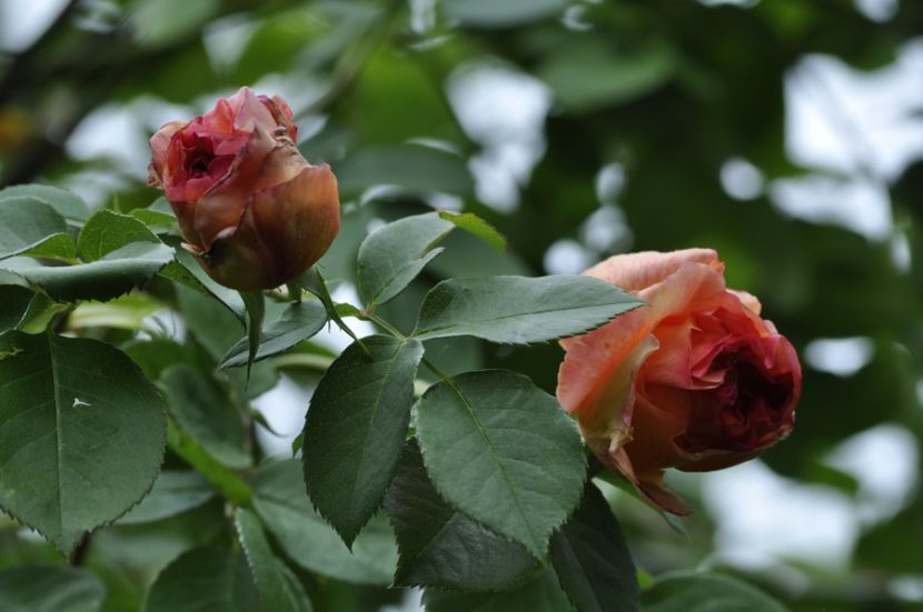 _DSC1655 - ANUL 2024