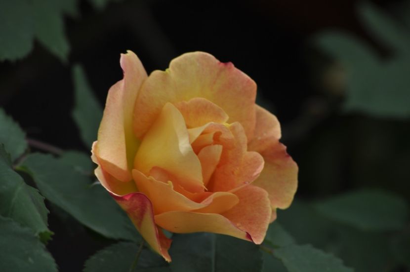 _DSC1729 - ANUL 2024