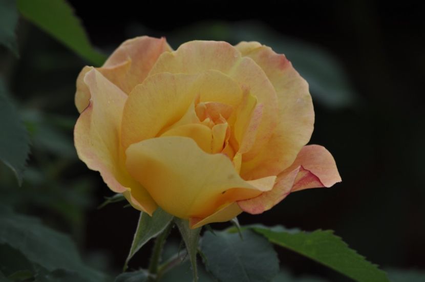 _DSC1730 - ANUL 2024