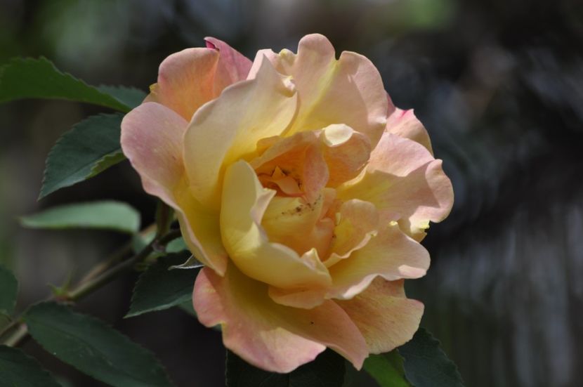 _DSC1731 - ANUL 2024