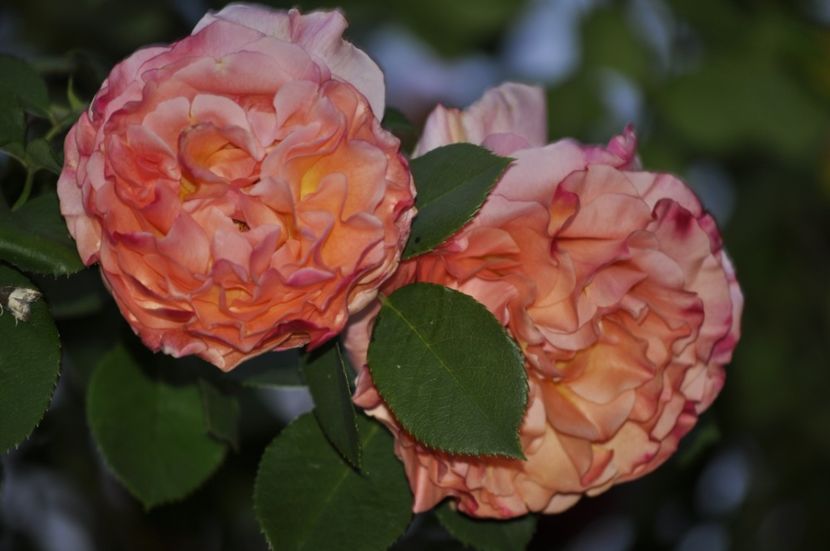 _DSC2001 - ANUL 2024