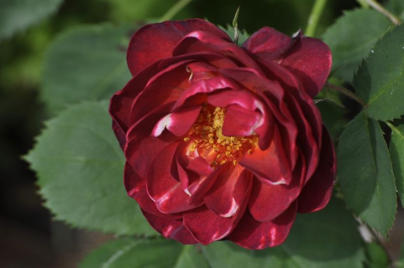 _DSC1768 - ANUL 2024