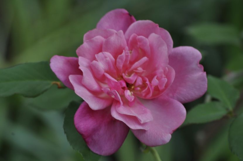 _DSC1770 - ANUL 2024