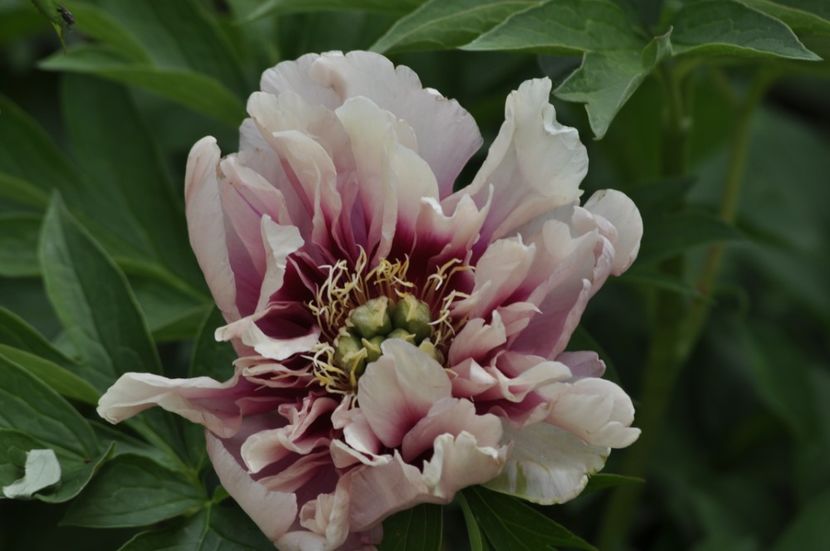 _DSC1840 - BUJORI ITOH 2024