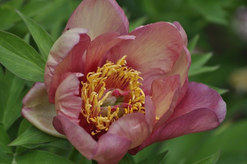 _DSC1854 - BUJORI ITOH 2024