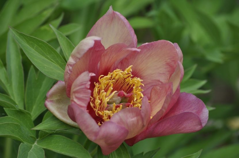 _DSC1855 - BUJORI ITOH 2024