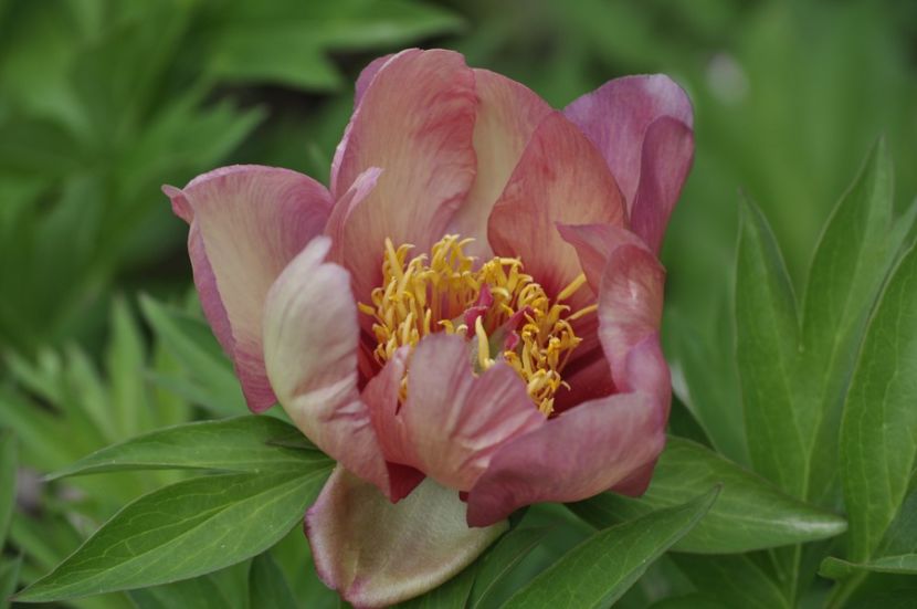 _DSC1857 - BUJORI ITOH 2024