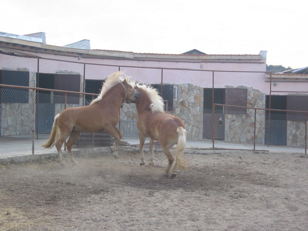 H-Arman Ampir-Picture 193 - My horses - Haflingers