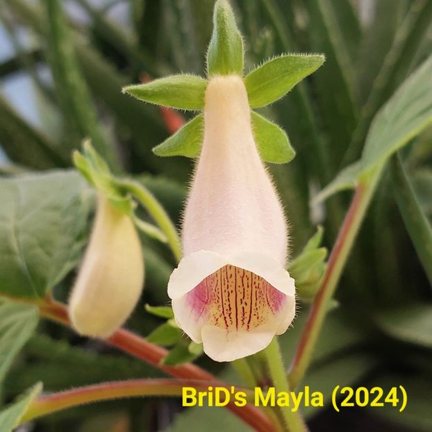 Img-2024.04.29 - Sinningia din semințe hibrizi Dna Dietze 2024