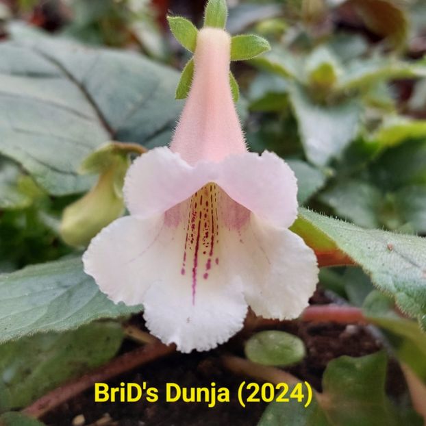 Img-2024.04.30 - Sinningia din semințe hibrizi Dna Dietze 2024