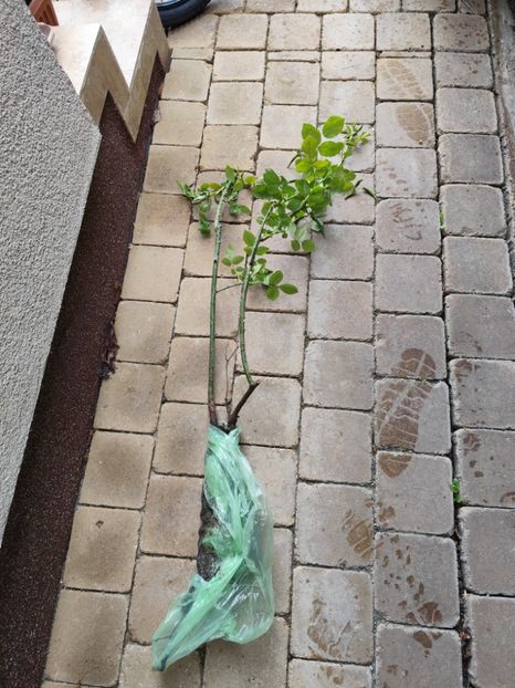 Martine Guillot - Diverse 3