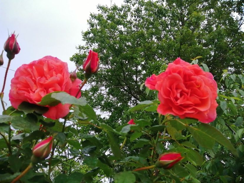  - Westerland parfumat urcator