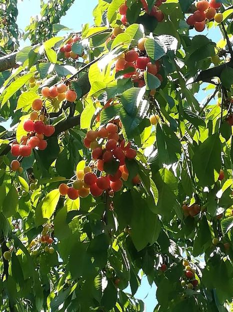 Fructificare in pom , nu este la mine - Cireși