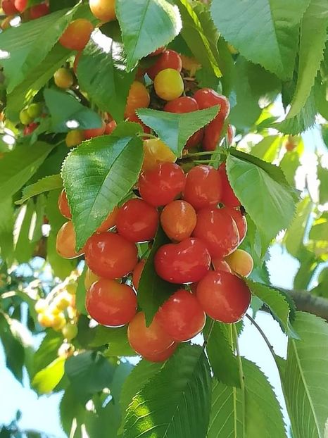 Cireșe fructificare , nu la mi e - Cireși