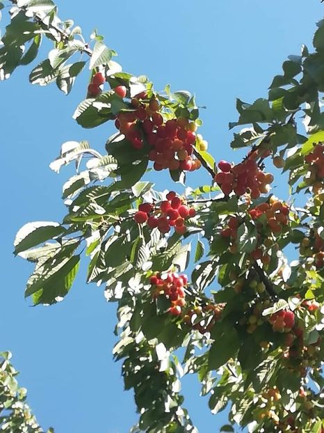 Vedere în pom - Cireși