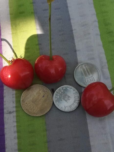 Mărime cireașa in perioada 2-12 mai anii trecuți , nu la mi e - Cireși