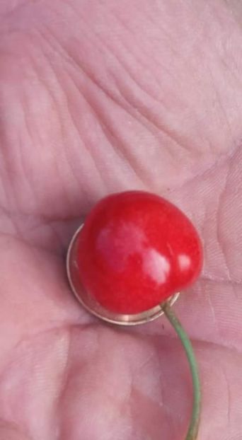 Pe moneda de 50 bani - Cireși