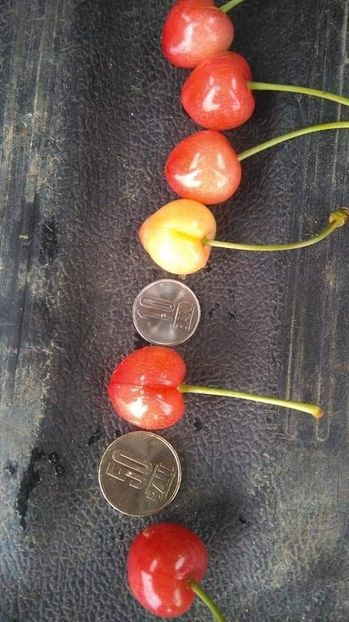 Mărime comparabilă cu moneda de 10&50 bani - Cireși